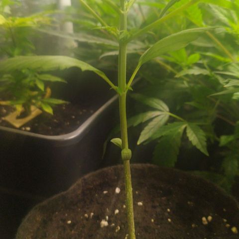 Dark Devil Auto growlog timeline photo