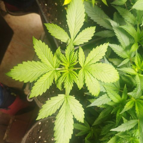 Dark Devil Auto growlog timeline photo