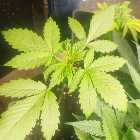 Dark Devil Auto growlog timeline photo