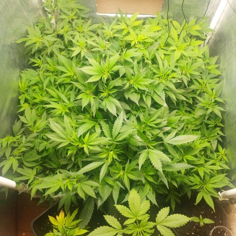 Red Strawberry Banana Auto growlog timeline photo
