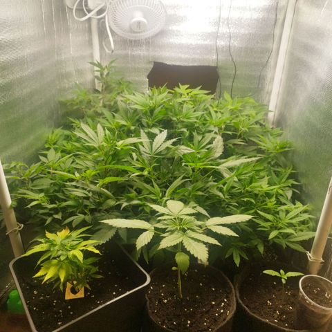 Red Strawberry Banana Auto growlog timeline photo