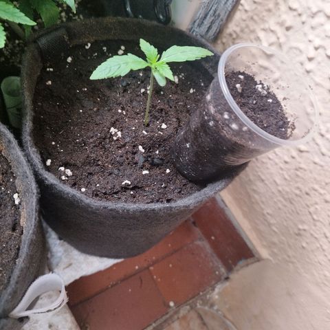 Red Strawberry Banana Auto growlog timeline photo