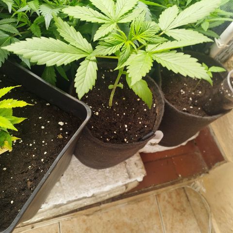 Dark Devil Auto growlog timeline photo