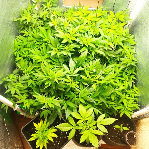 Red Strawberry Banana Auto growlog timeline photo