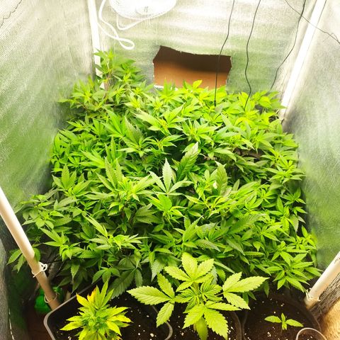 Red Strawberry Banana Auto growlog timeline photo