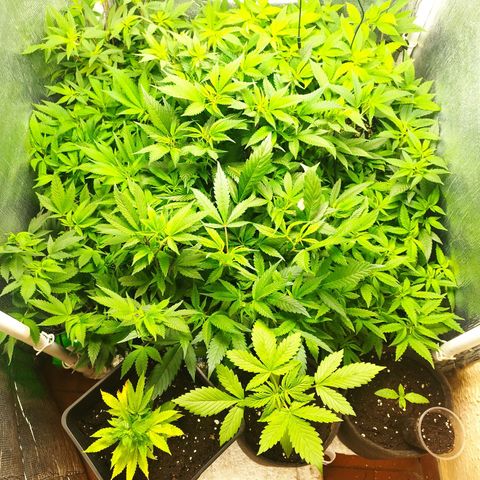 Red Strawberry Banana Auto growlog timeline photo