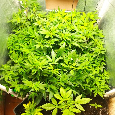 Red Strawberry Banana Auto growlog timeline photo