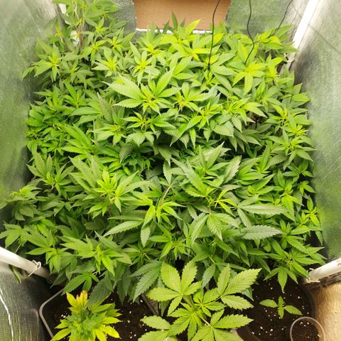 Red Strawberry Banana Auto growlog timeline photo