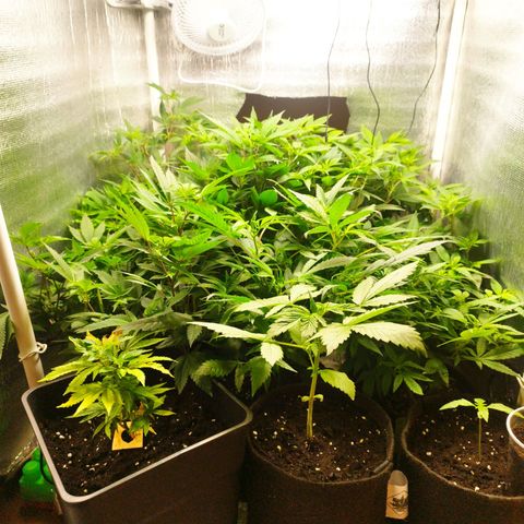 Red Strawberry Banana Auto growlog timeline photo