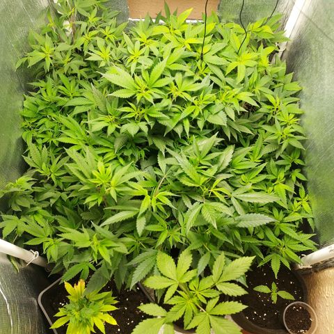 Red Strawberry Banana Auto growlog timeline photo