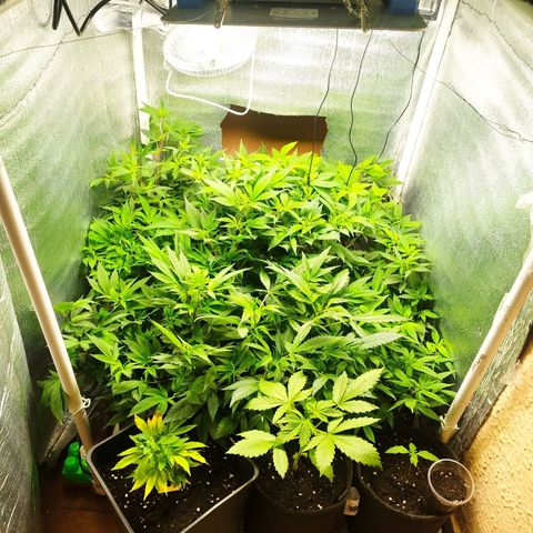 Red Strawberry Banana Auto growlog timeline photo