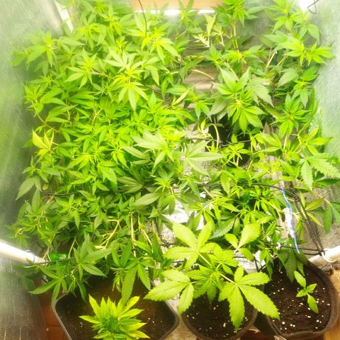 Red Strawberry Banana Auto growlog timeline photo