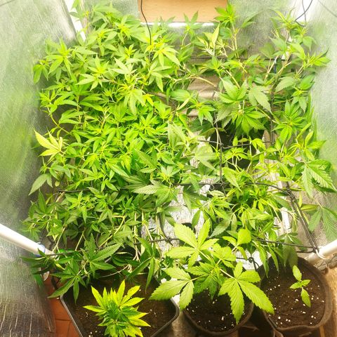 Red Strawberry Banana Auto growlog timeline photo