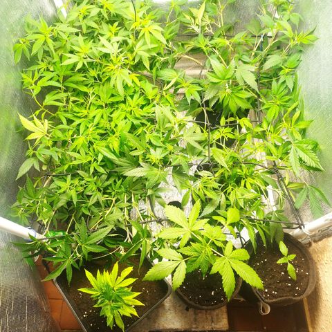 Red Strawberry Banana Auto growlog timeline photo