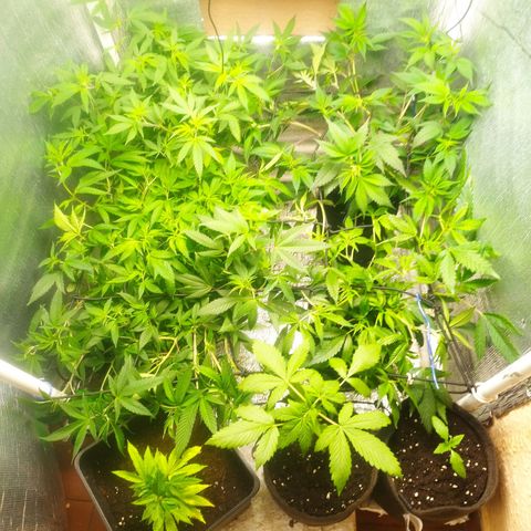 Red Strawberry Banana Auto growlog timeline photo