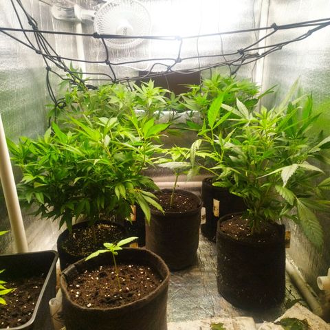Red Strawberry Banana Auto growlog timeline photo