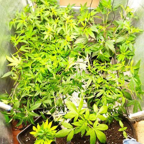 Red Strawberry Banana Auto growlog timeline photo