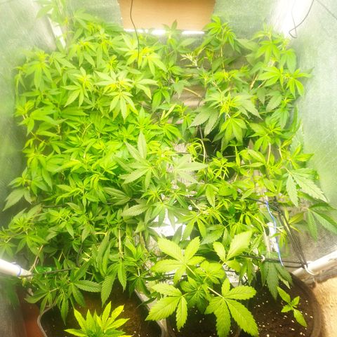 Red Strawberry Banana Auto growlog timeline photo