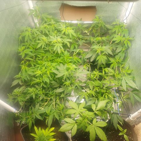 Red Strawberry Banana Auto growlog timeline photo