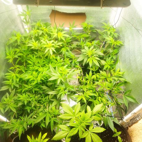 Red Strawberry Banana Auto growlog timeline photo
