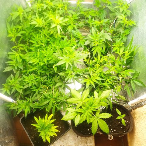 Red Strawberry Banana Auto growlog timeline photo