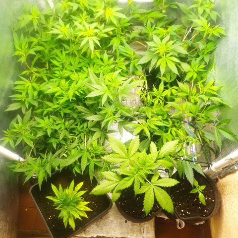 Red Strawberry Banana Auto growlog timeline photo