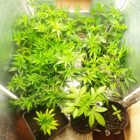 Red Strawberry Banana Auto growlog timeline photo