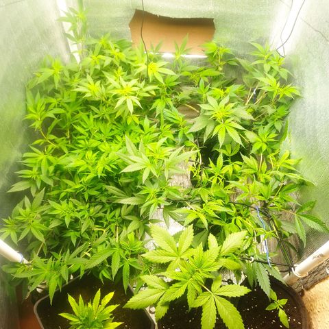 Red Strawberry Banana Auto growlog timeline photo