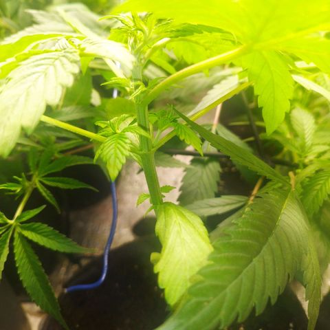Dark Devil Auto growlog timeline photo