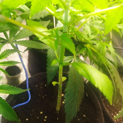 Dark Devil Auto growlog timeline photo