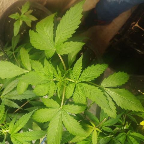 Dark Devil Auto growlog timeline photo