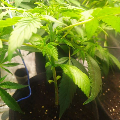 Dark Devil Auto growlog timeline photo