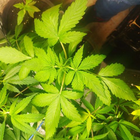 Dark Devil Auto growlog timeline photo
