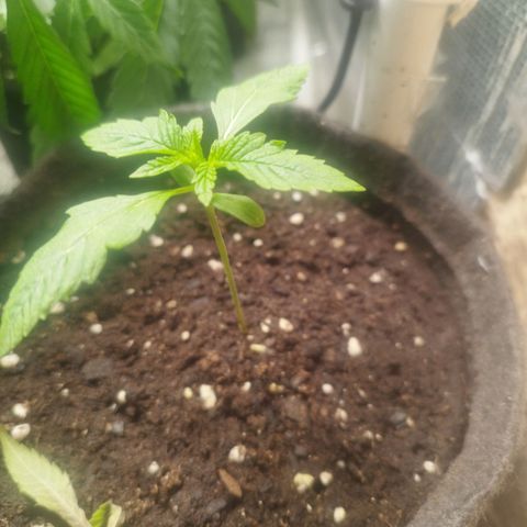 Red Strawberry Banana Auto growlog timeline photo
