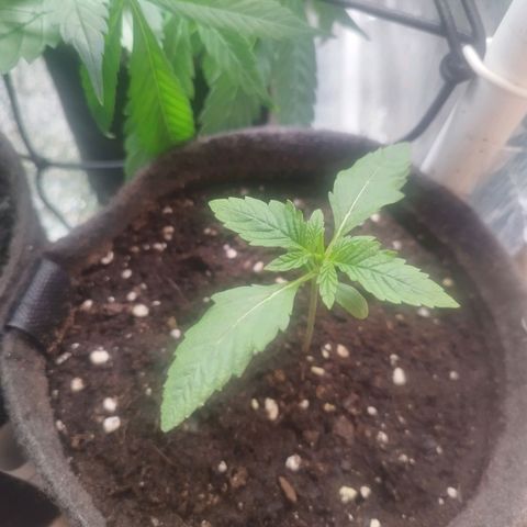 Red Strawberry Banana Auto growlog timeline photo