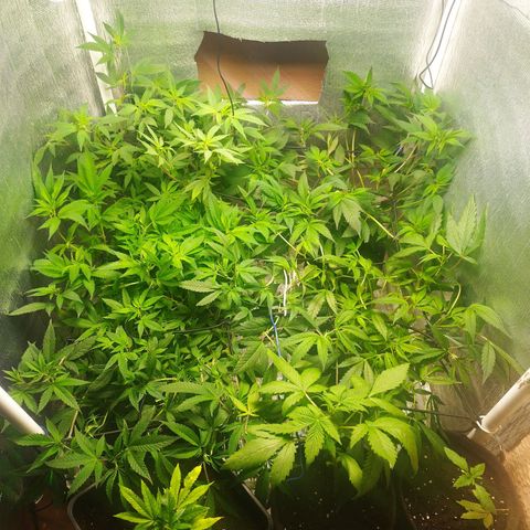 Red Strawberry Banana Auto growlog timeline photo