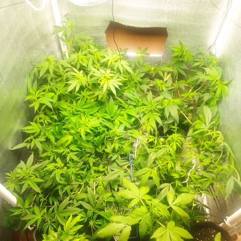 Red Strawberry Banana Auto growlog timeline photo