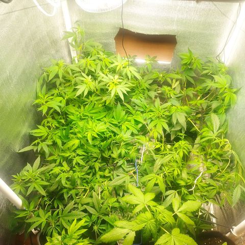 Red Strawberry Banana Auto growlog timeline photo