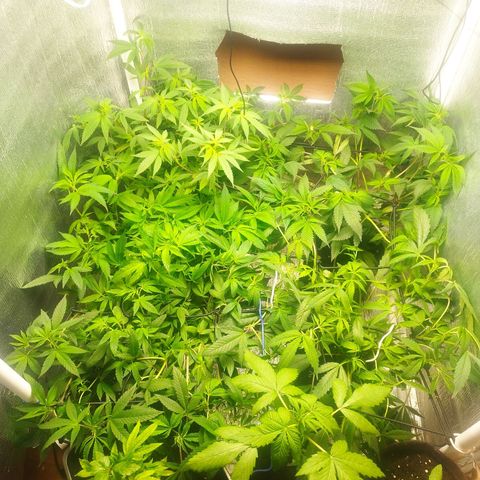 Red Strawberry Banana Auto growlog timeline photo