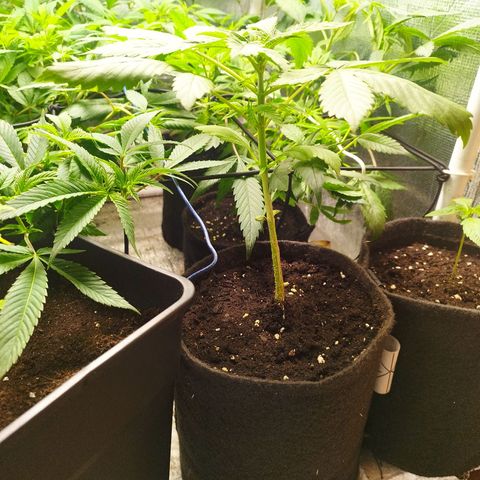Dark Devil Auto growlog timeline photo