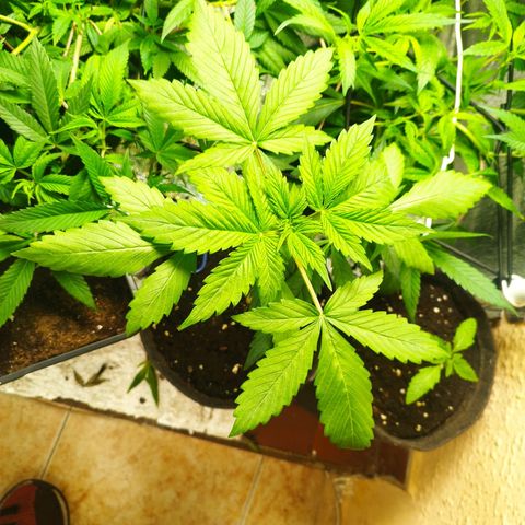Dark Devil Auto growlog timeline photo