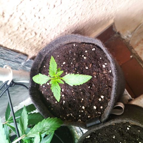 Red Strawberry Banana Auto growlog timeline photo