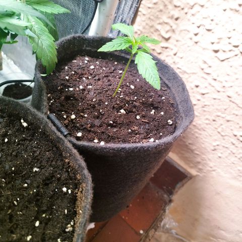 Red Strawberry Banana Auto growlog timeline photo