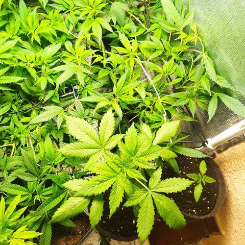 Red Strawberry Banana Auto growlog timeline photo