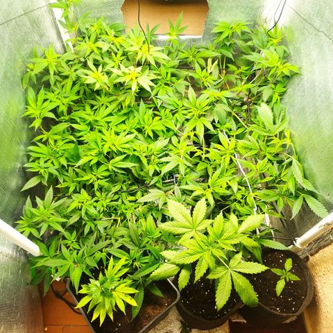 Red Strawberry Banana Auto growlog timeline photo