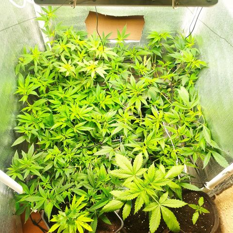Red Strawberry Banana Auto growlog timeline photo