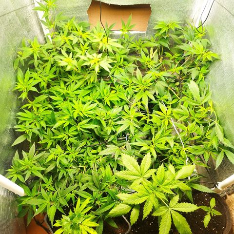 Red Strawberry Banana Auto growlog timeline photo