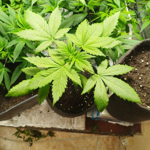 Dark Devil Auto growlog timeline photo