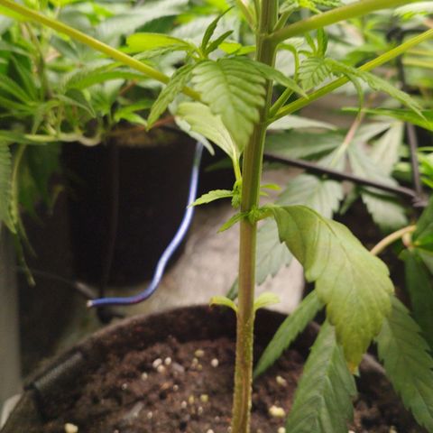 Dark Devil Auto growlog timeline photo