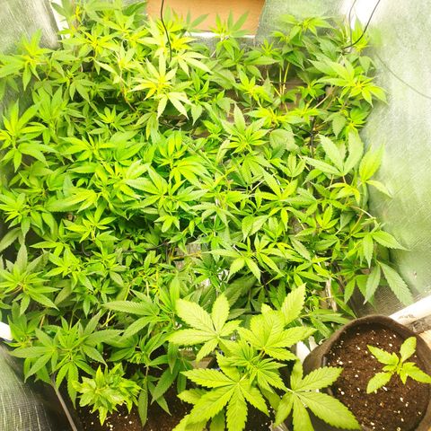 Red Strawberry Banana Auto growlog timeline photo
